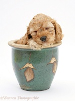 Golden Cockapoo pup, 6 weeks old, in a plant pot