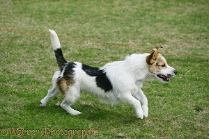 Terrier racing