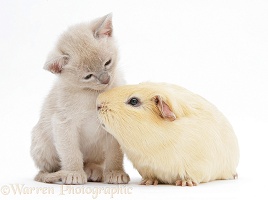 Burmese kitten, 7 weeks old, and yellow guinea pig