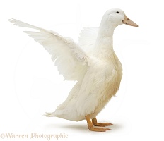 White duck, wing whirring