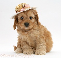 Golden Cockapoo pup, 6 weeks old, wearing a straw hat