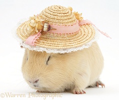 Yellow guinea pig wearing a straw hat