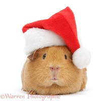 Red guinea pig wearing a Santa hat