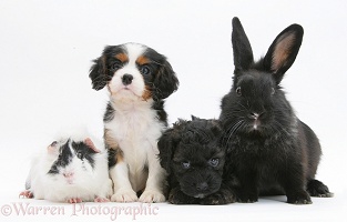 Black-and-white pet lineup