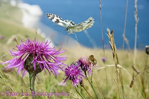 Marbled White Butterfly flying over flower