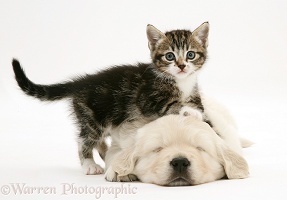 Tabby kitten leaning on sleeping Golden Retriever pup