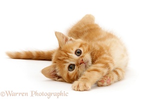 Ginger kitten rolling