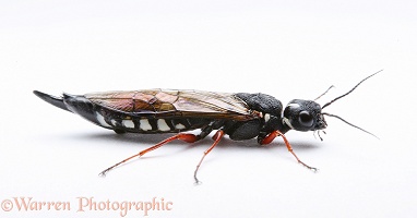 Alder Wood-wasp