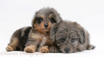 Sheltie x Poodle pups