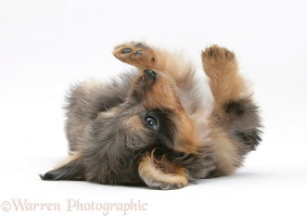 Sheltie x Poodle pup, rolling on its back