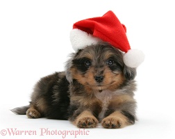 Sheltiepoo pup wearing a Santa hat