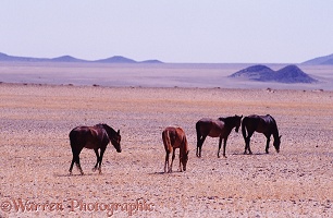 Wild horses on desert plains