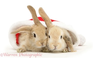 Two rabbits in a Santa hat