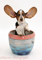 Basset Hound pup with ears up in a plant pot