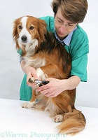 Vet nurse clipping a dog's claws