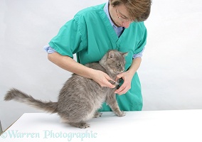 Vet nurse, Hazel, clipping Maine Coon cat's claws