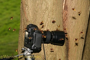 Hornets attacking camera