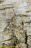 Large Ranunculus Moth camouflaged
