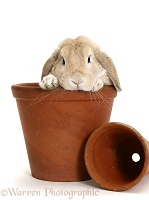 Sandy Lop rabbit in a flowerpot