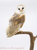 Barn Owl perched