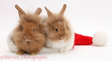 Sandy Lionhead rabbits in a Santa hat