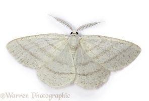 Common White Wave moth