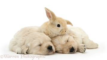 Sleepy Golden Retriever pups with young rabbit