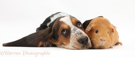 Basset Hound pup ear over red guinea pig