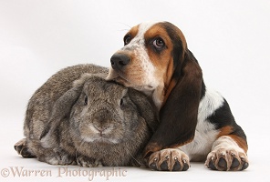 Basset Hound pup with agouti Lop rabbit