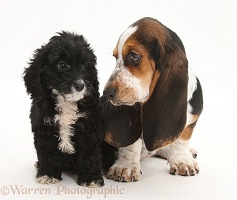 Basset Hound pup with Tuxedo Cockapoo pup