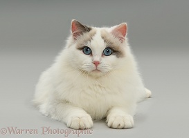 Lilac bicolour Ragdoll cat lying with head up