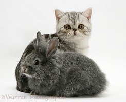 Exotic kitten with Lionhead rabbit