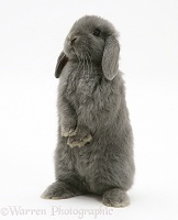 Young grey Lop rabbit