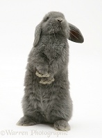 Young grey Lop rabbit