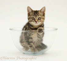 Tabby kitten in a glass bowl