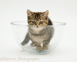 Tabby kitten in a glass bowl