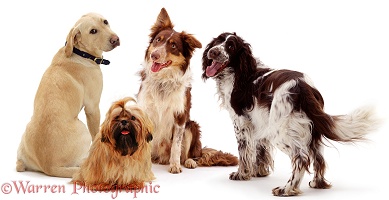 Mixed dog breeds