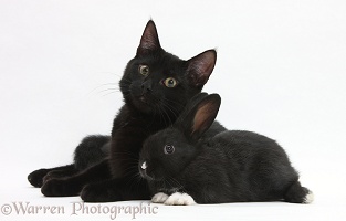 Black cat and black rabbit