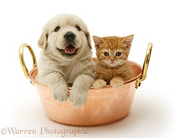 Golden Retriever pup and ginger kitten in a copper pan
