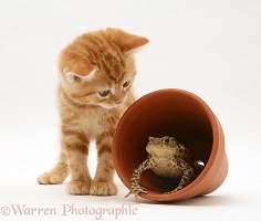 Ginger kitten inspecting a toad in a flowerpot