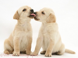 Retriever-cross pups licking noses