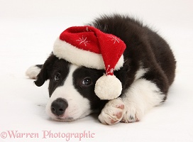 Black-and-white Border Collie pup wearing a Santa hat