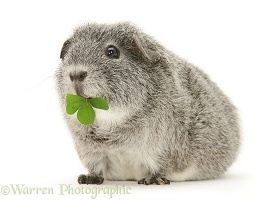 Silver Guinea pig eating a clover leaf