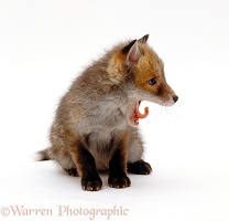 Cute little Red Fox cub, yawning