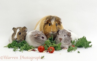 Guinea pigs eating parsley and tomatoes