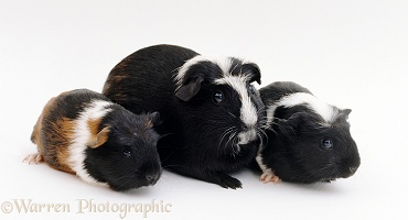 Smooth haired coronet Guinea pig with two babies