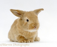 Baby sandy lop-eared rabbit