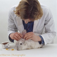 Vet looking in the ears of a rabbit