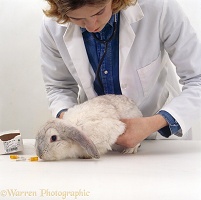 Vet giving a rabbit a pre-vaccination check-up
