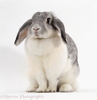 Female Silver-and-white French lop-eared rabbit